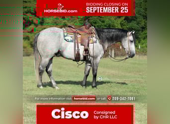 American Quarter Horse, Wallach, 9 Jahre, 155 cm, Schimmel