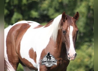 American Quarter Horse, Wallach, 9 Jahre, 155 cm, Tobiano-alle-Farben
