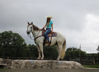American Quarter Horse, Wallach, 9 Jahre, 157 cm, Apfelschimmel
