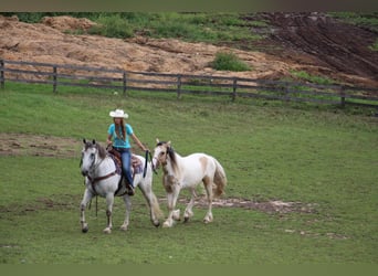 American Quarter Horse, Wallach, 9 Jahre, 157 cm, Apfelschimmel