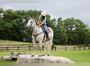 American Quarter Horse, Wallach, 9 Jahre, 157 cm, Apfelschimmel