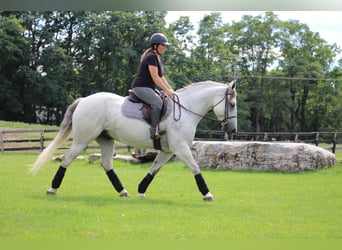 American Quarter Horse, Wallach, 9 Jahre, 157 cm, Apfelschimmel