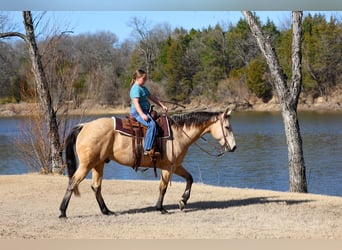 American Quarter Horse, Wallach, 9 Jahre, 157 cm, Buckskin