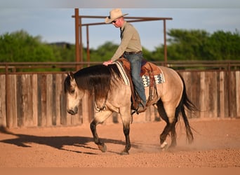 American Quarter Horse, Wallach, 9 Jahre, 157 cm, Buckskin