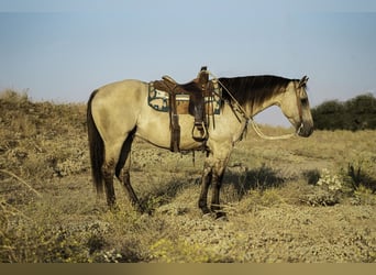 American Quarter Horse, Wallach, 9 Jahre, 157 cm, Buckskin
