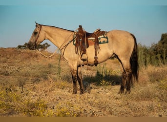 American Quarter Horse, Wallach, 9 Jahre, 157 cm, Buckskin