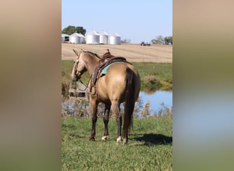 American Quarter Horse, Wallach, 9 Jahre, 157 cm, Buckskin