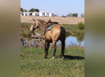 American Quarter Horse, Wallach, 9 Jahre, 157 cm, Buckskin