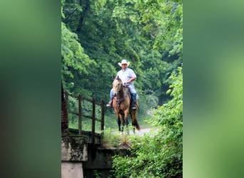 American Quarter Horse, Wallach, 9 Jahre, 157 cm, Buckskin