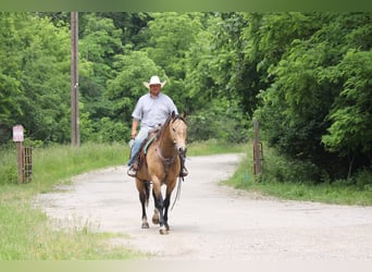 American Quarter Horse, Wallach, 9 Jahre, 157 cm, Buckskin