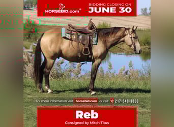 American Quarter Horse, Wallach, 9 Jahre, 157 cm, Buckskin