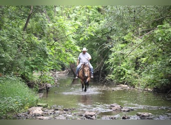 American Quarter Horse, Wallach, 9 Jahre, 157 cm, Buckskin