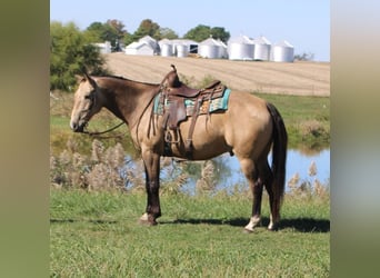 American Quarter Horse, Wallach, 9 Jahre, 157 cm, Buckskin
