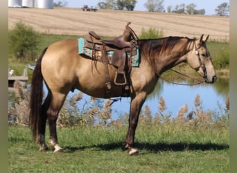 American Quarter Horse, Wallach, 9 Jahre, 157 cm, Buckskin