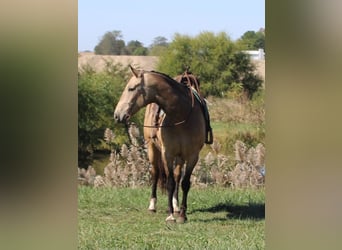 American Quarter Horse, Wallach, 9 Jahre, 157 cm, Buckskin
