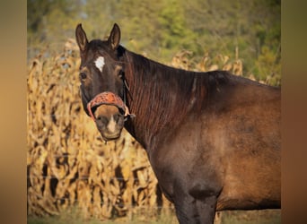 American Quarter Horse, Wallach, 9 Jahre, 157 cm, Buckskin