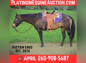 American Quarter Horse, Wallach, 9 Jahre, 157 cm, Buckskin