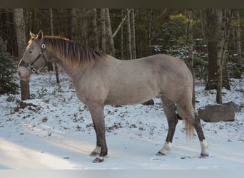 American Quarter Horse, Wallach, 9 Jahre, 157 cm, Champagne
