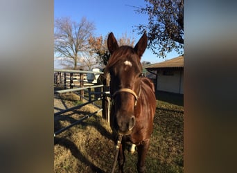 American Quarter Horse, Wallach, 9 Jahre, 157 cm, Fuchs