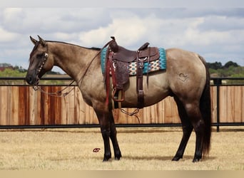 American Quarter Horse, Wallach, 9 Jahre, 157 cm, Grullo