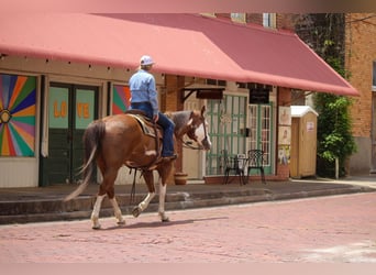 American Quarter Horse, Wallach, 9 Jahre, 157 cm, Overo-alle-Farben
