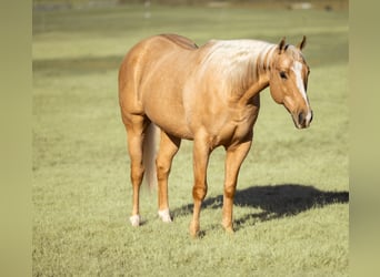 American Quarter Horse, Wallach, 9 Jahre, 157 cm, Palomino