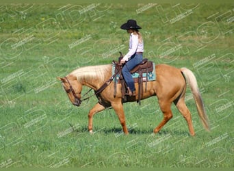 American Quarter Horse, Wallach, 9 Jahre, 157 cm, Palomino