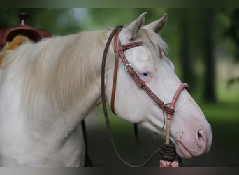 American Quarter Horse, Wallach, 9 Jahre, 157 cm, Palomino