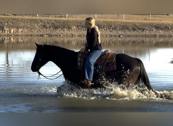 American Quarter Horse, Wallach, 9 Jahre, 157 cm, Rappe