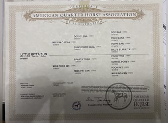 American Quarter Horse, Wallach, 9 Jahre, 157 cm, Red Dun