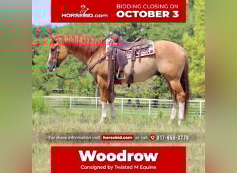 American Quarter Horse, Wallach, 9 Jahre, 157 cm, Red Dun