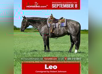 American Quarter Horse, Wallach, 9 Jahre, 157 cm, Roan-Blue