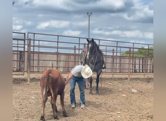 American Quarter Horse, Wallach, 9 Jahre, 157 cm, Roan-Blue