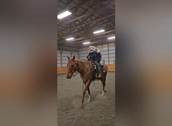 American Quarter Horse, Wallach, 9 Jahre, 157 cm, Roan-Red