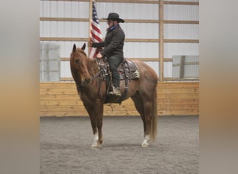 American Quarter Horse, Wallach, 9 Jahre, 157 cm, Roan-Red