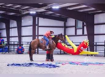 American Quarter Horse, Wallach, 9 Jahre, 157 cm, Rotbrauner