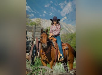 American Quarter Horse, Wallach, 9 Jahre, 157 cm, Rotbrauner