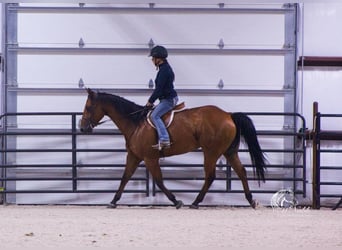 American Quarter Horse, Wallach, 9 Jahre, 157 cm, Rotbrauner