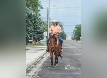 American Quarter Horse, Wallach, 9 Jahre, 157 cm, Rotbrauner