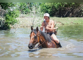 American Quarter Horse, Wallach, 9 Jahre, 157 cm, Rotbrauner