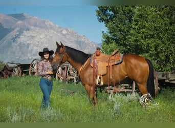 American Quarter Horse, Wallach, 9 Jahre, 157 cm, Rotbrauner