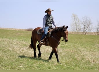 American Quarter Horse Mix, Wallach, 9 Jahre, 157 cm, Rotbrauner