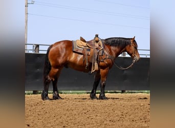 American Quarter Horse Mix, Wallach, 9 Jahre, 157 cm, Rotbrauner