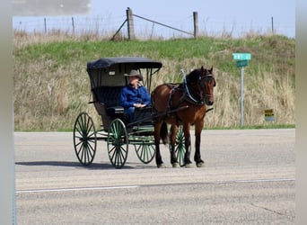 American Quarter Horse Mix, Wallach, 9 Jahre, 157 cm, Rotbrauner