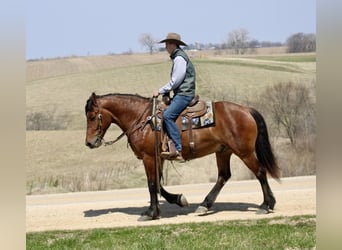 American Quarter Horse Mix, Wallach, 9 Jahre, 157 cm, Rotbrauner