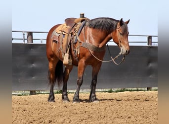 American Quarter Horse Mix, Wallach, 9 Jahre, 157 cm, Rotbrauner