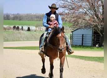 American Quarter Horse Mix, Wallach, 9 Jahre, 157 cm, Rotbrauner