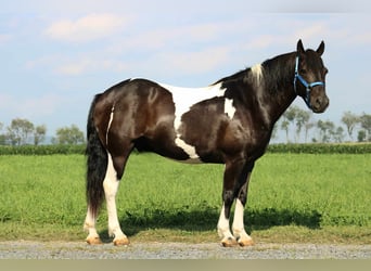 American Quarter Horse Mix, Wallach, 9 Jahre, 157 cm, Schecke