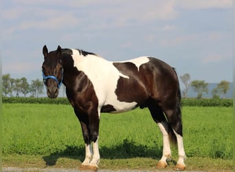 American Quarter Horse Mix, Wallach, 9 Jahre, 157 cm, Schecke