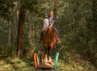 American Quarter Horse, Wallach, 9 Jahre, 157 cm, Schecke